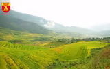 Mùa vàng ở vùng cao Y Tý